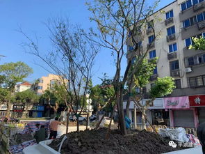 匠心精神 四个精细化 铸造精品园林工程